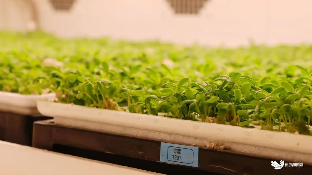 植物工厂的育苗室