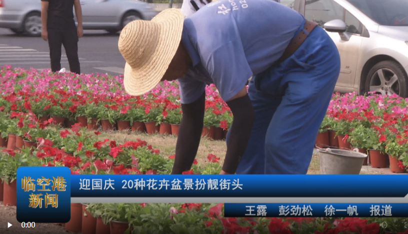 迎国庆 20种花卉盆景扮靓街头