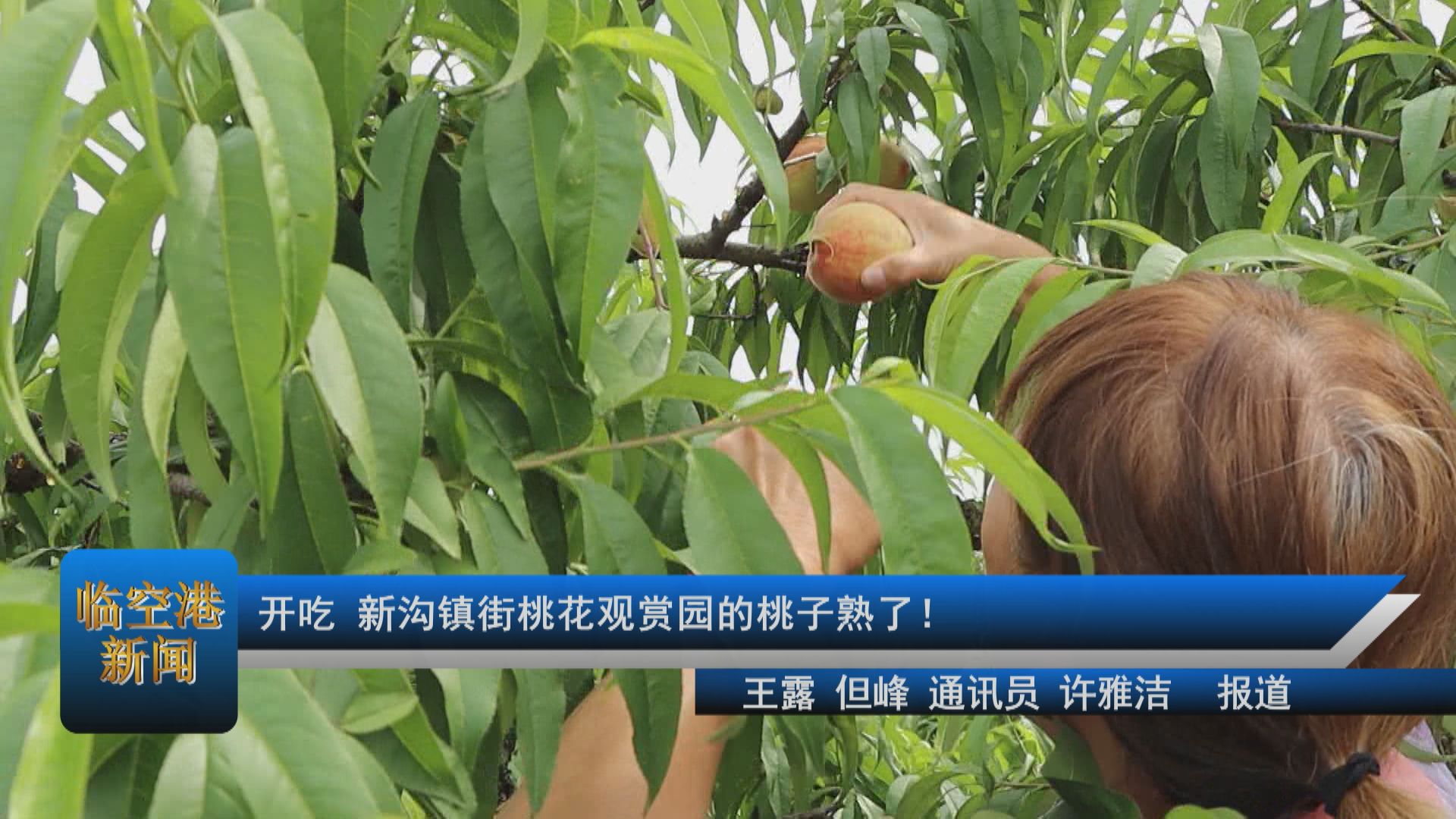开吃 新沟镇街桃花观赏园的桃子熟了！
