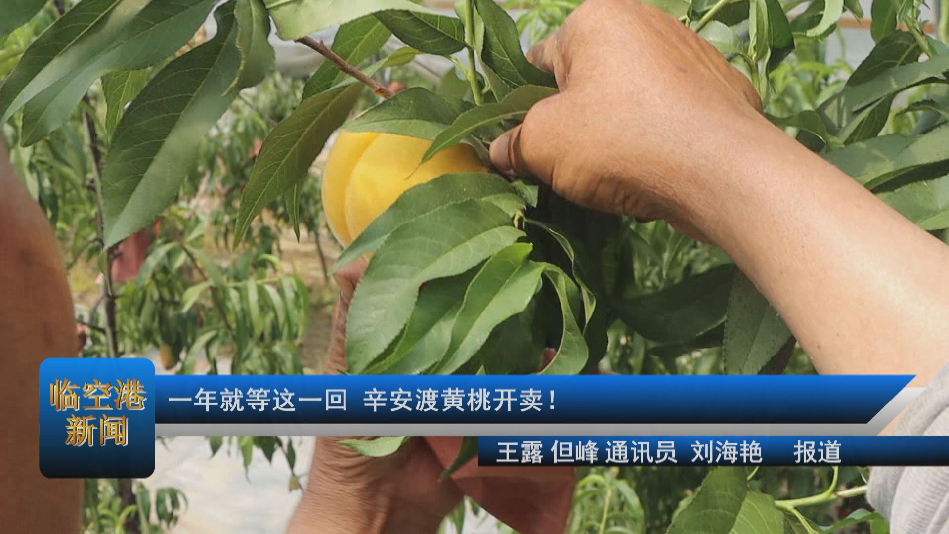 一年就等这一回 辛安渡黄桃开卖！