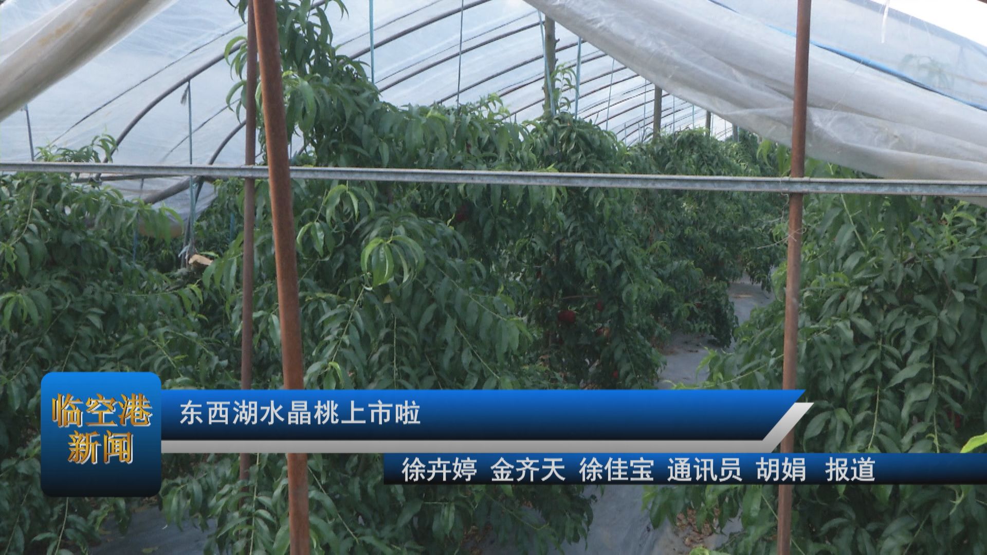 东西湖水晶桃上市啦