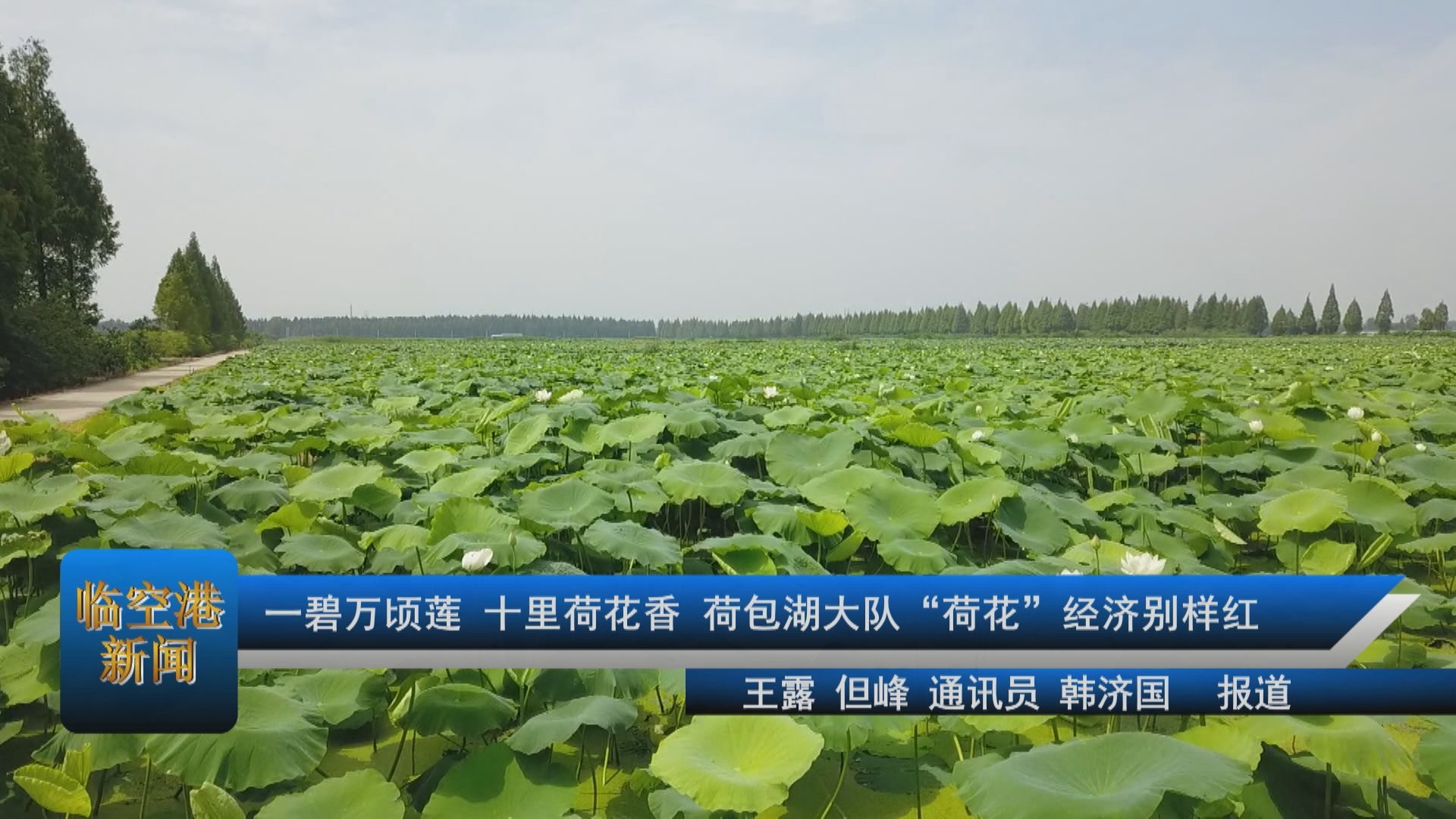 一碧万顷莲 十里荷花香 荷包湖大队“荷花”经济别样红