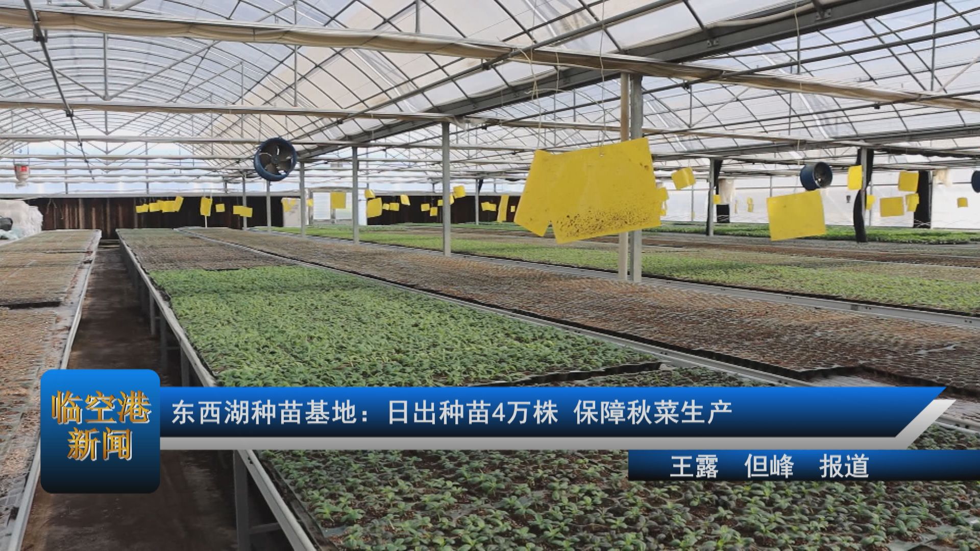 东西湖种苗基地：日出种苗4万株，保障秋菜生产