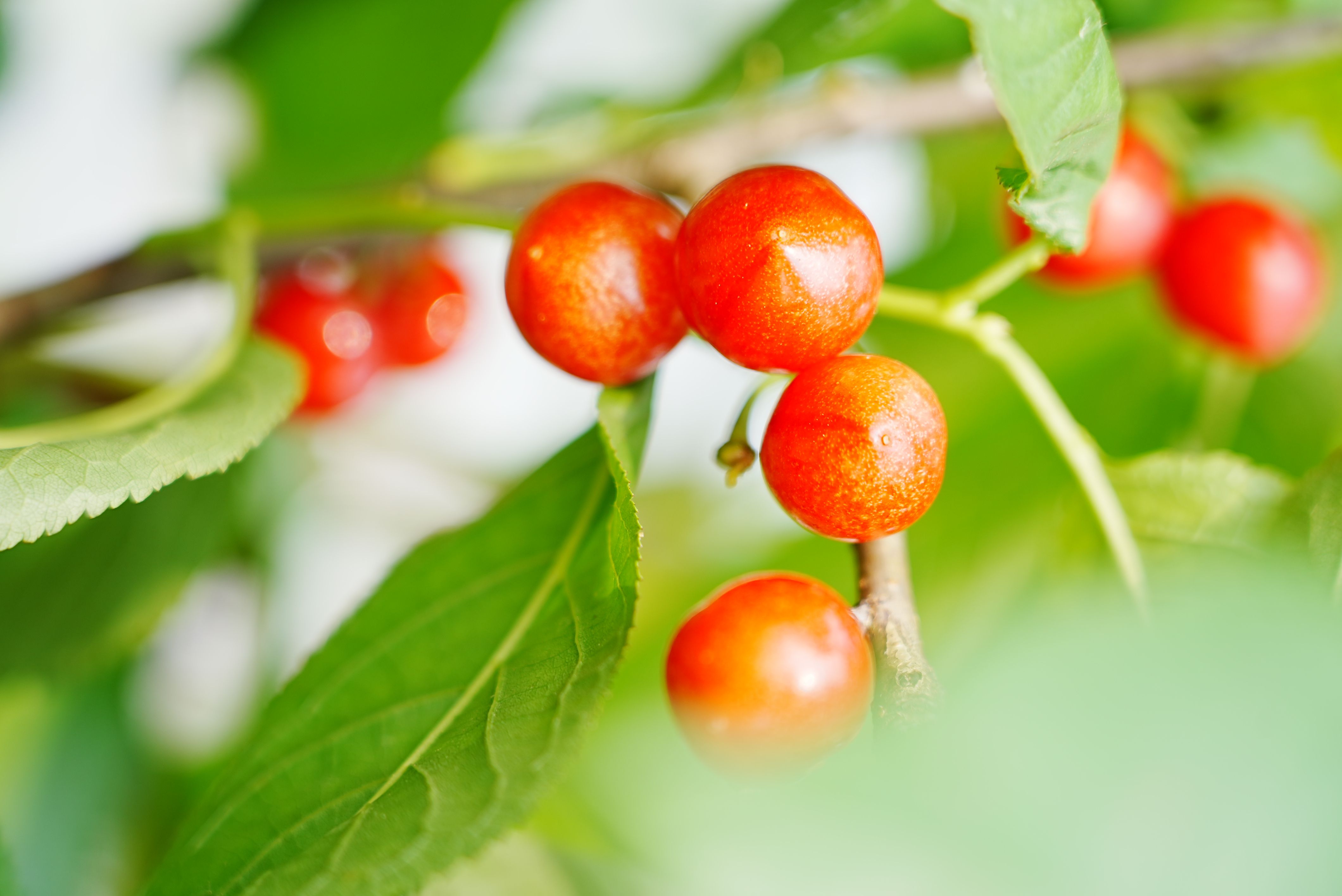 红了樱桃 紫了桑葚 东西湖采摘季又开始了