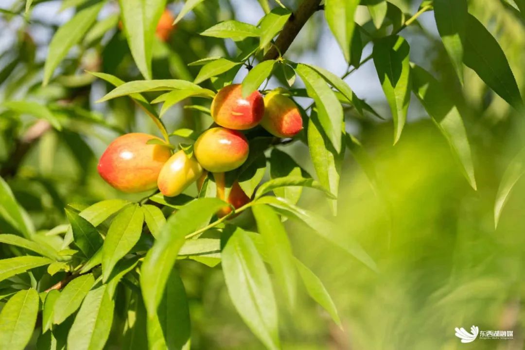 油桃、桑葚、蓝莓……本土春季水果抢鲜上市！