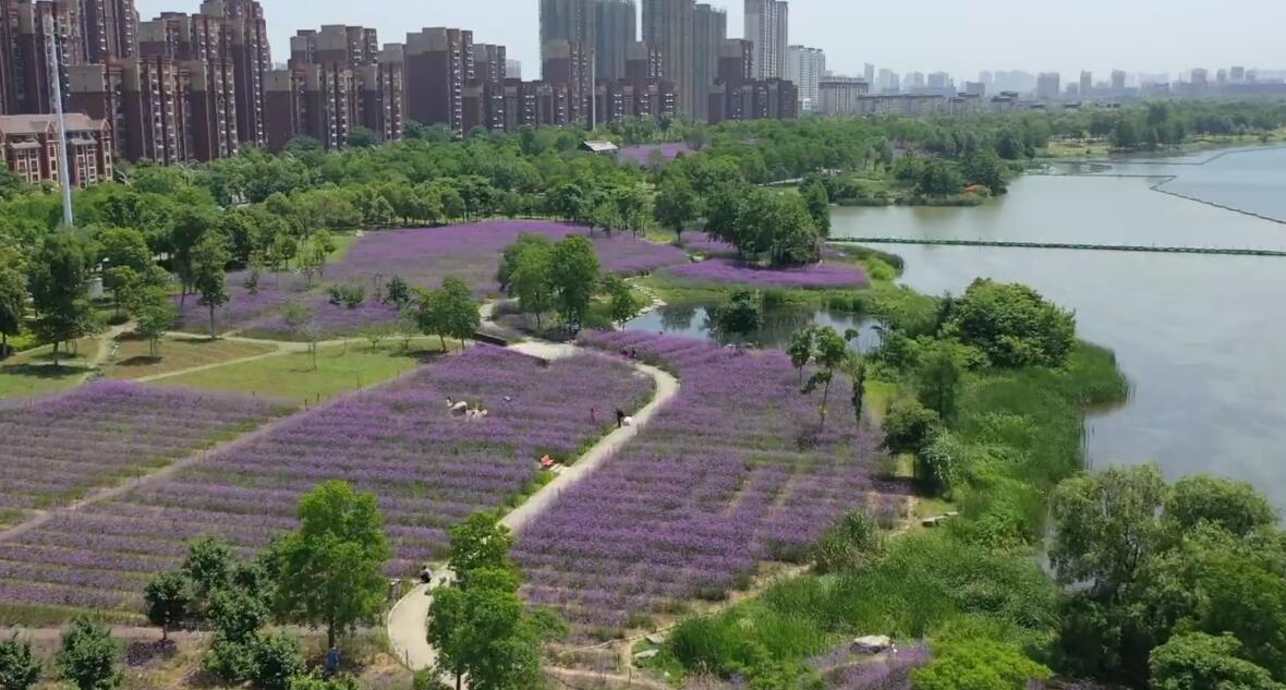 除了柳叶马鞭草 这里还“暗藏玄机”……