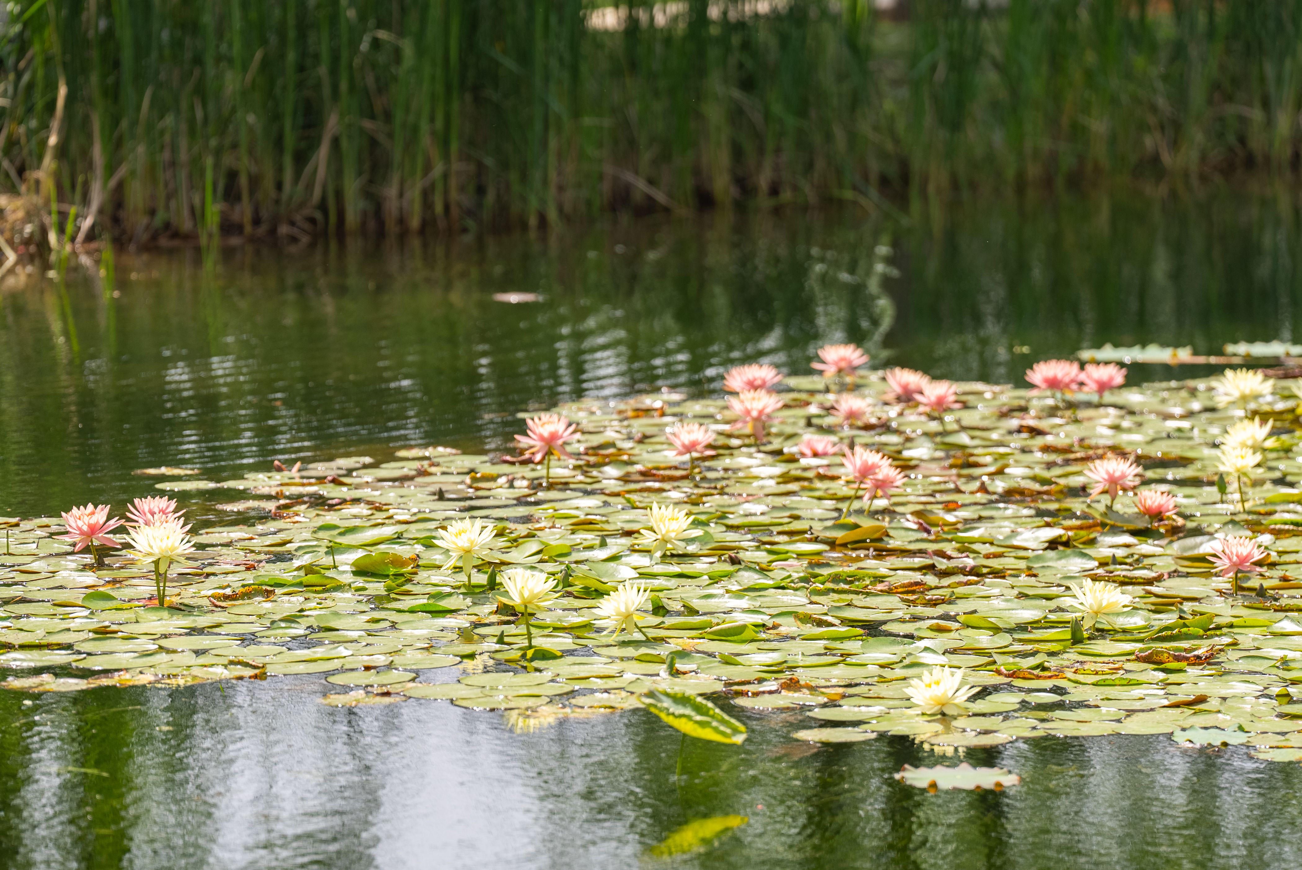 好运“莲莲” 东西湖今夏第一池睡莲开了