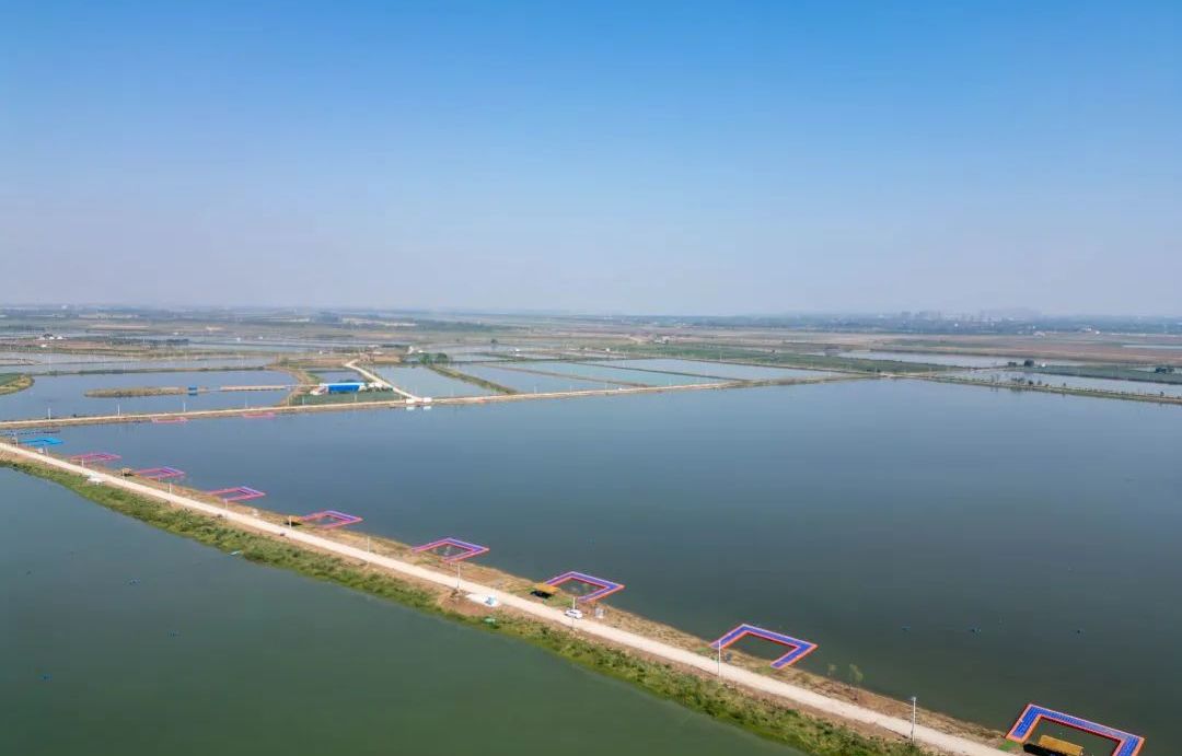 东西湖有个千亩鱼塘，来甩2杆！