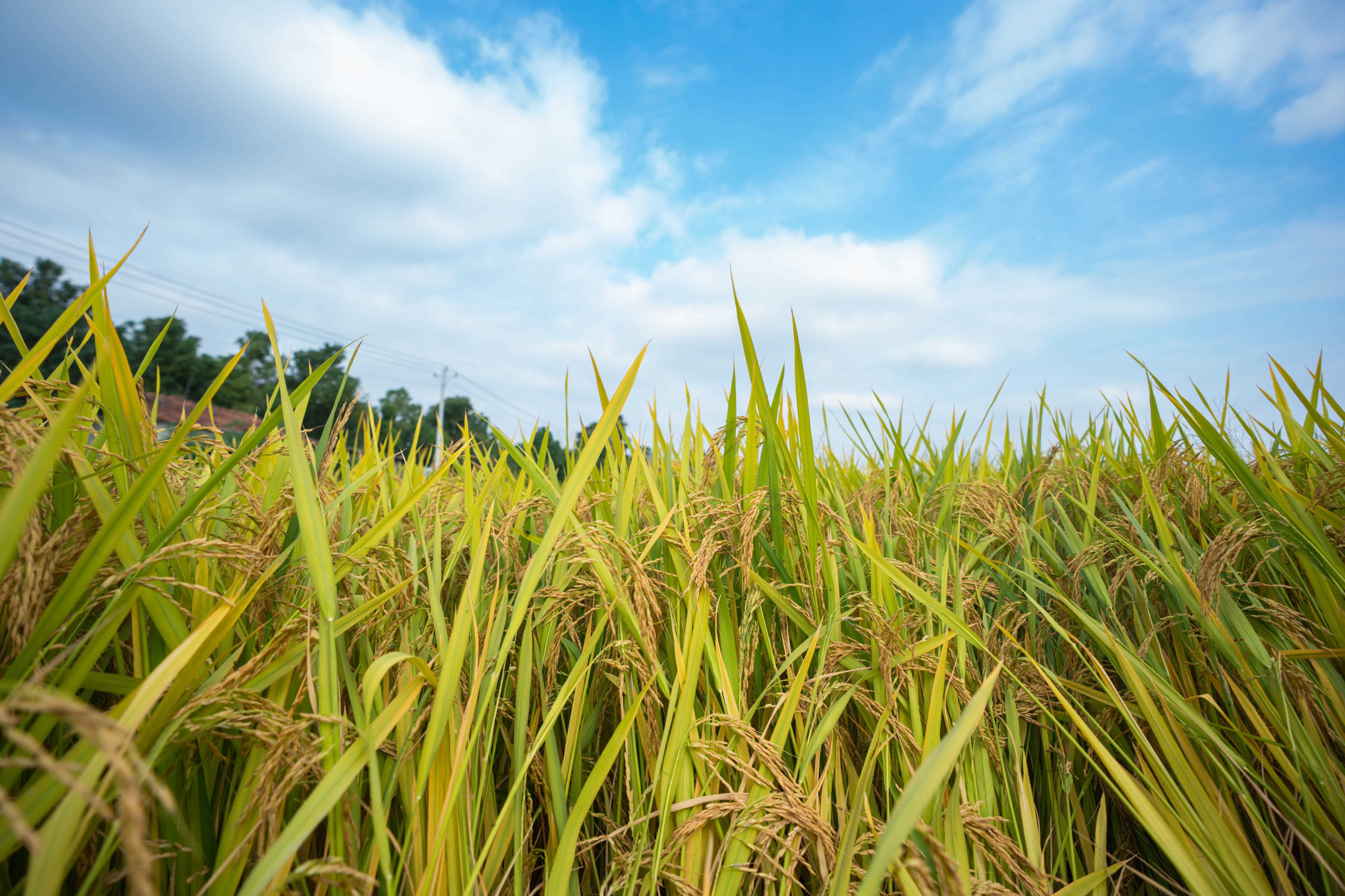 你们喝的孝感“米婆婆” ，原料来自东西湖！