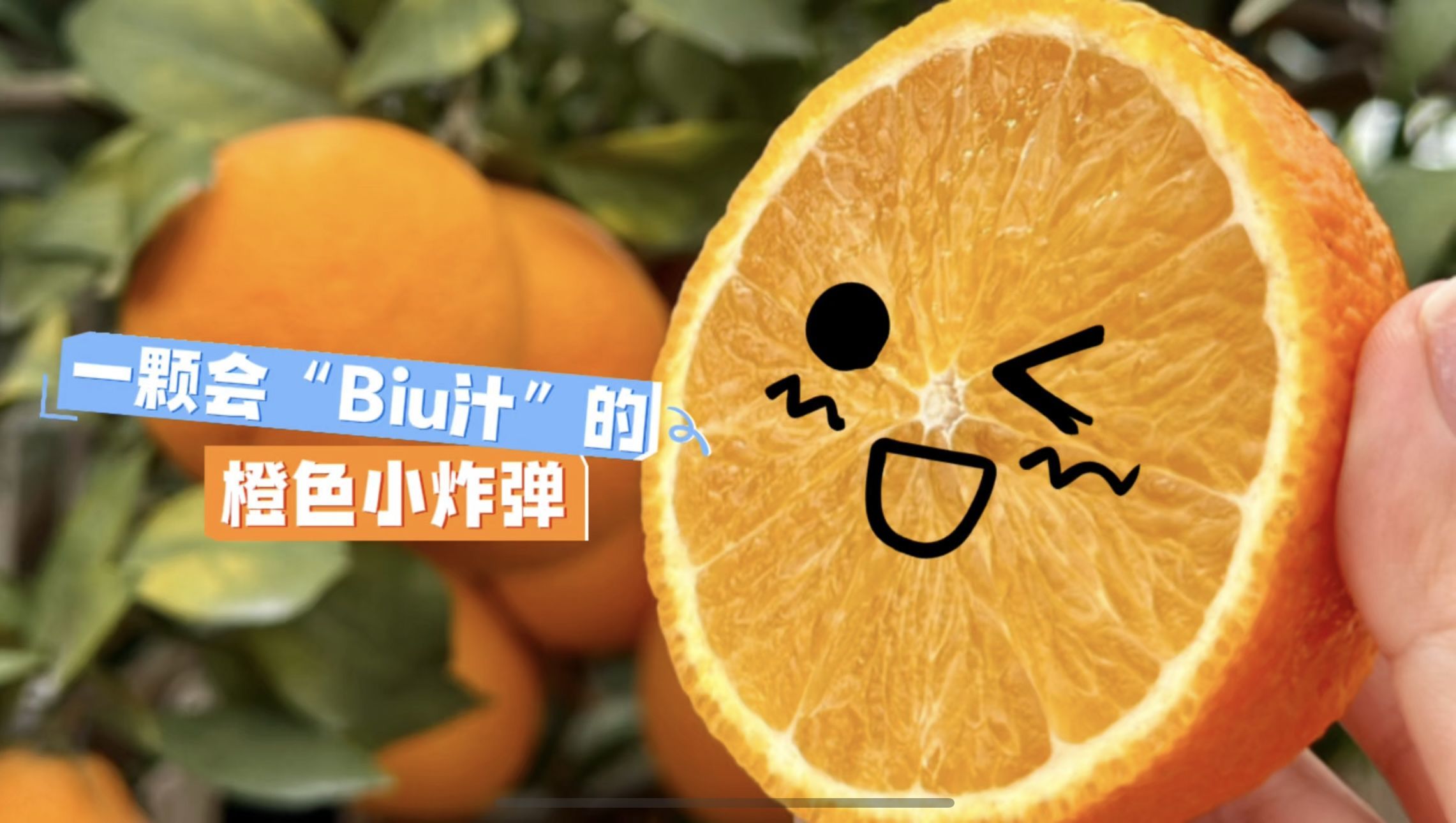 东西湖“红美人”：一颗会“Biu汁”的橙色小炸弹