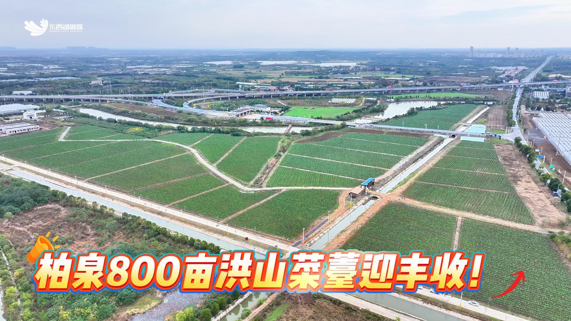 柏泉800亩洪山菜薹迎丰收