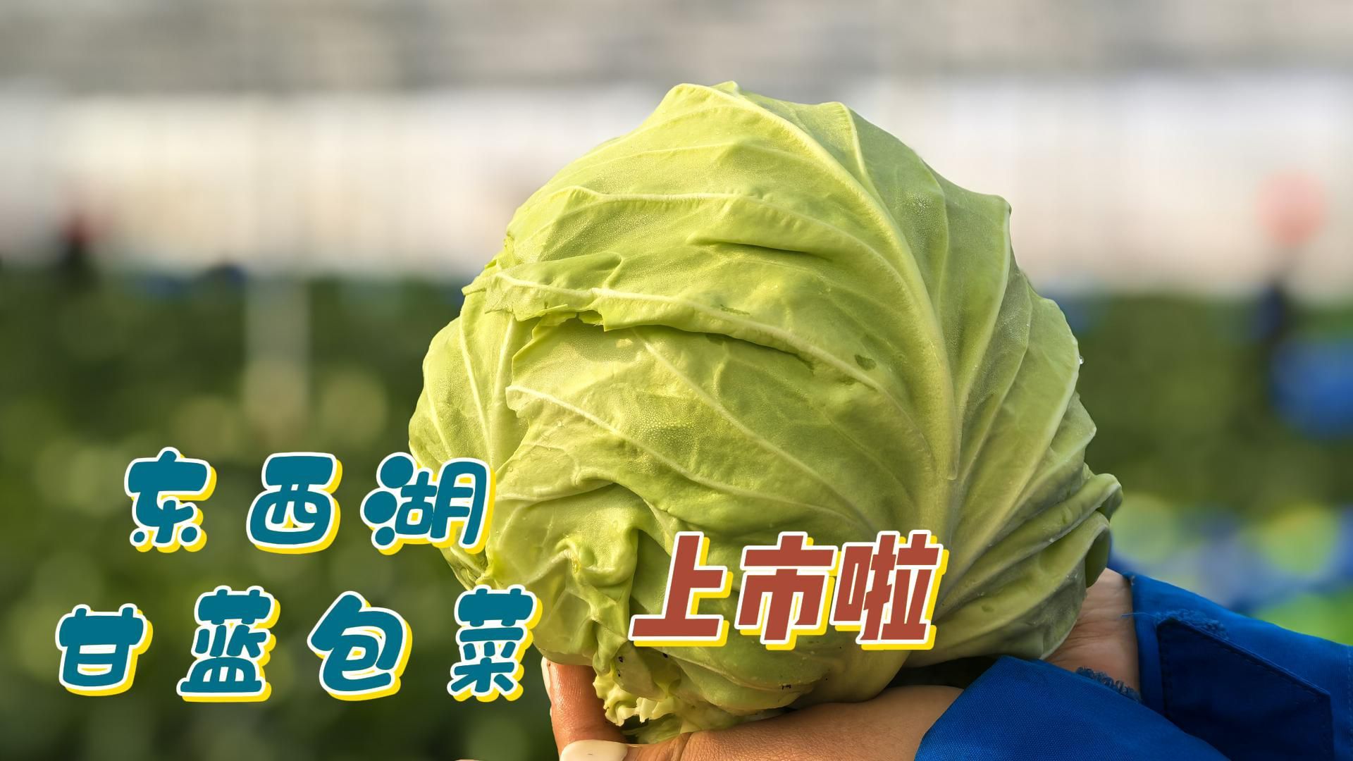 四季不断档！柏泉“椒菜轮作”模式产值破千万