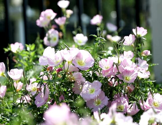 听，花开的声音