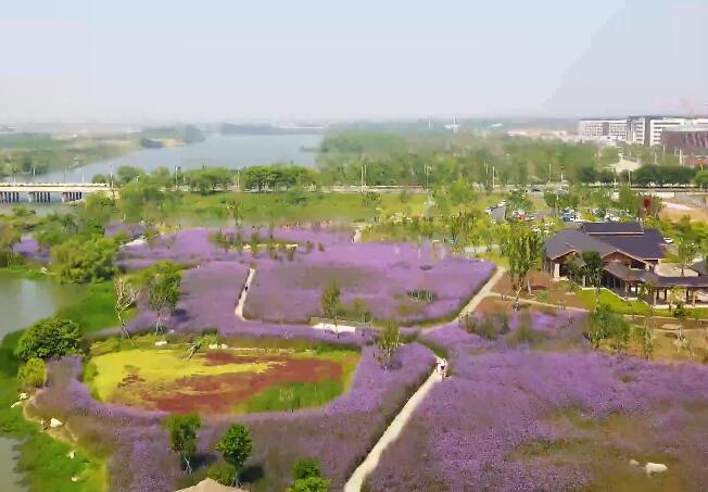 径河公园一大片紫色的花海