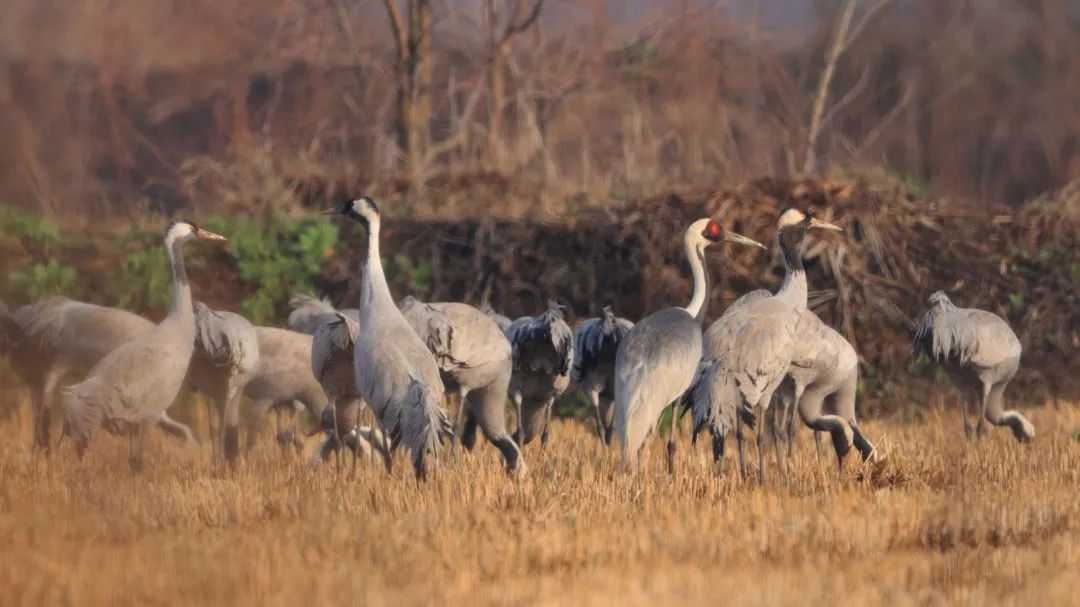 东西湖首次观测到国家一级重点保护鸟类白枕鹤
