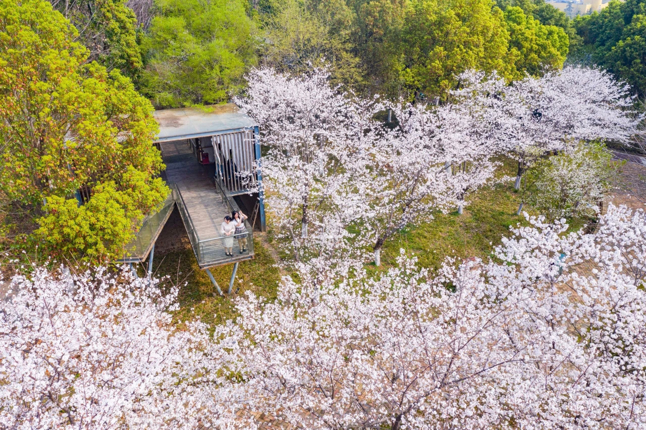 东西湖的春天，很美！