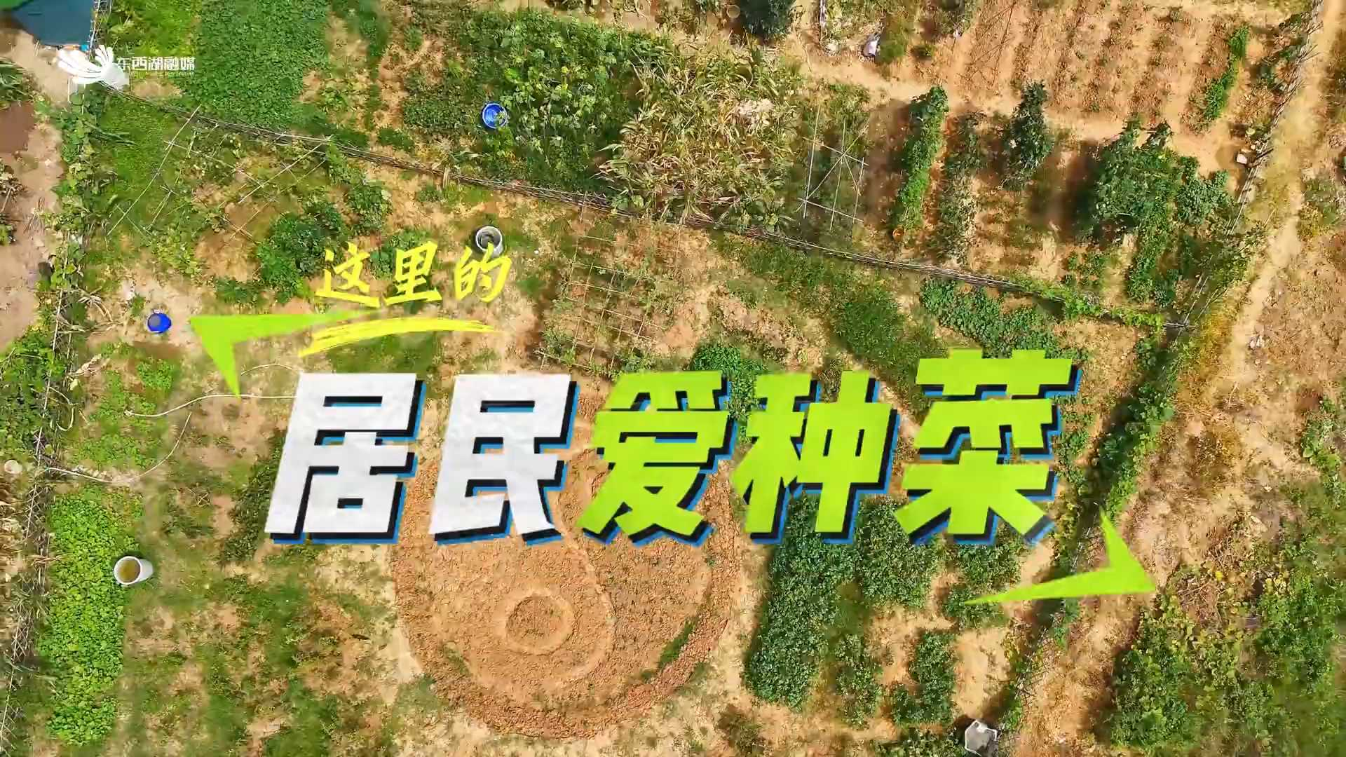 这里居民爱种菜