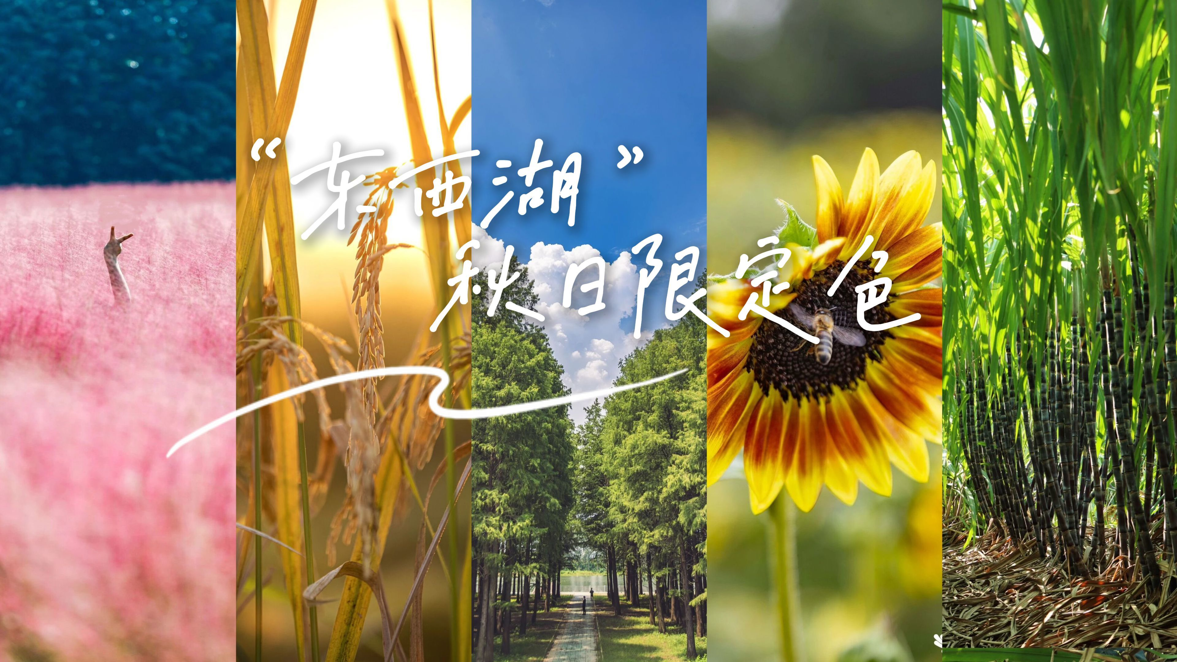 秋天把调色盘打翻在东西湖啦！