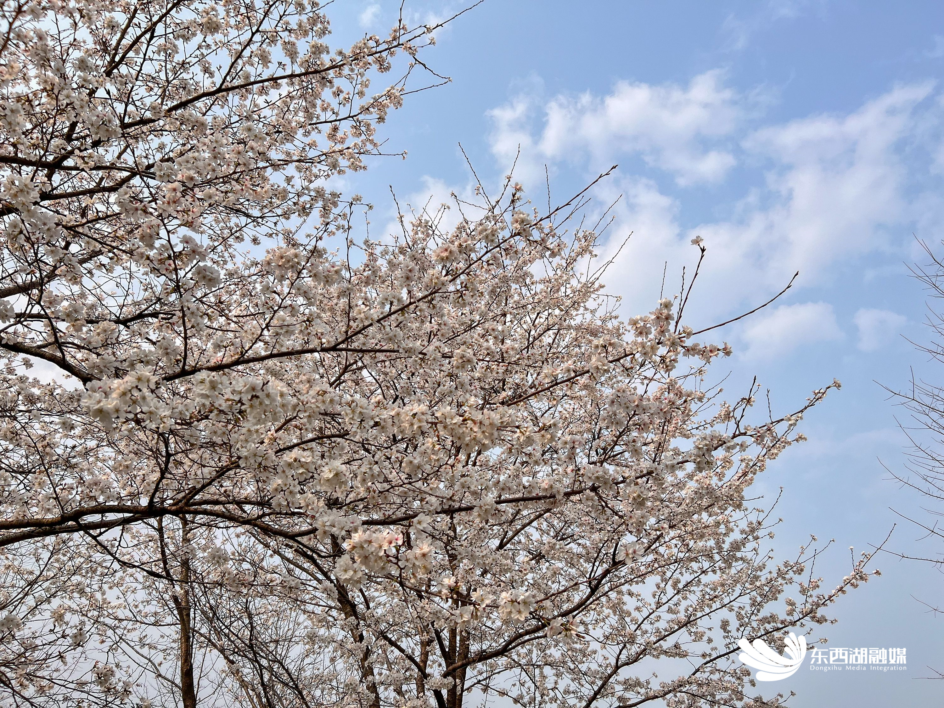四季东西湖  春已至，花已开，欢迎来东西湖花海徜徉