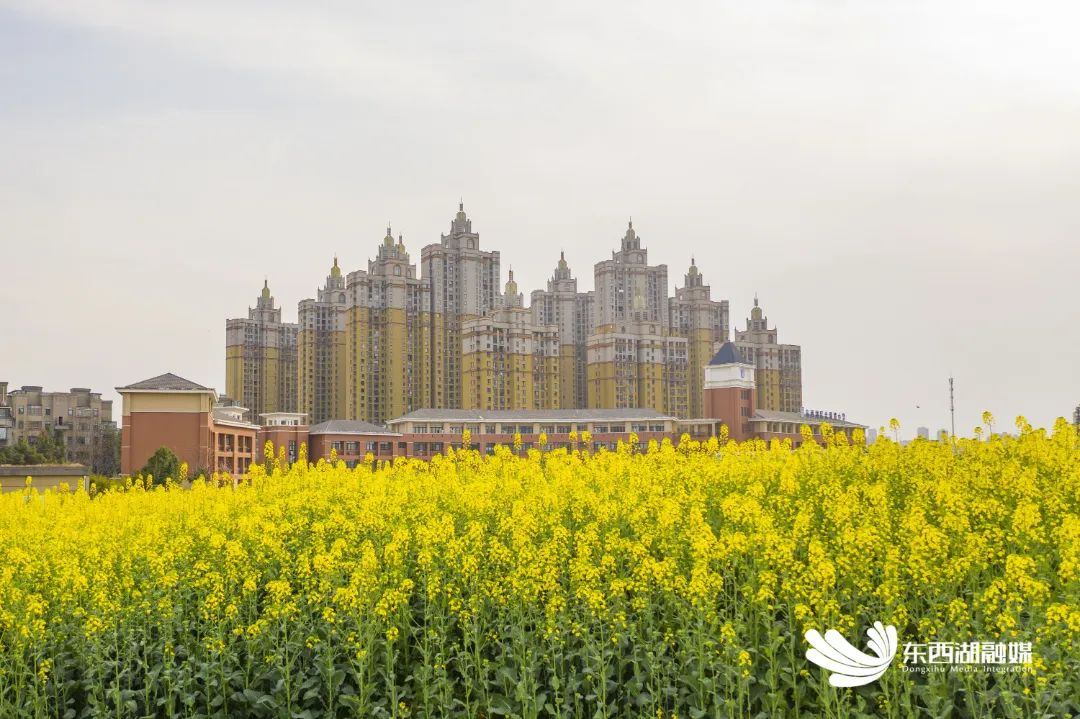 四季东西湖 东西湖这条粉色花路，在~海~边~