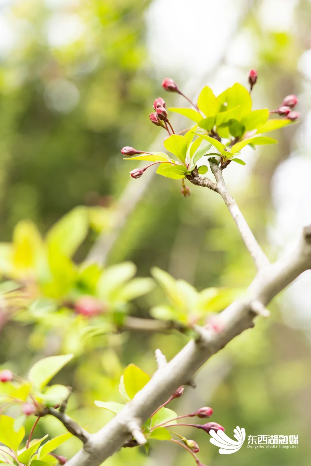 换一张春季限定壁纸吧~