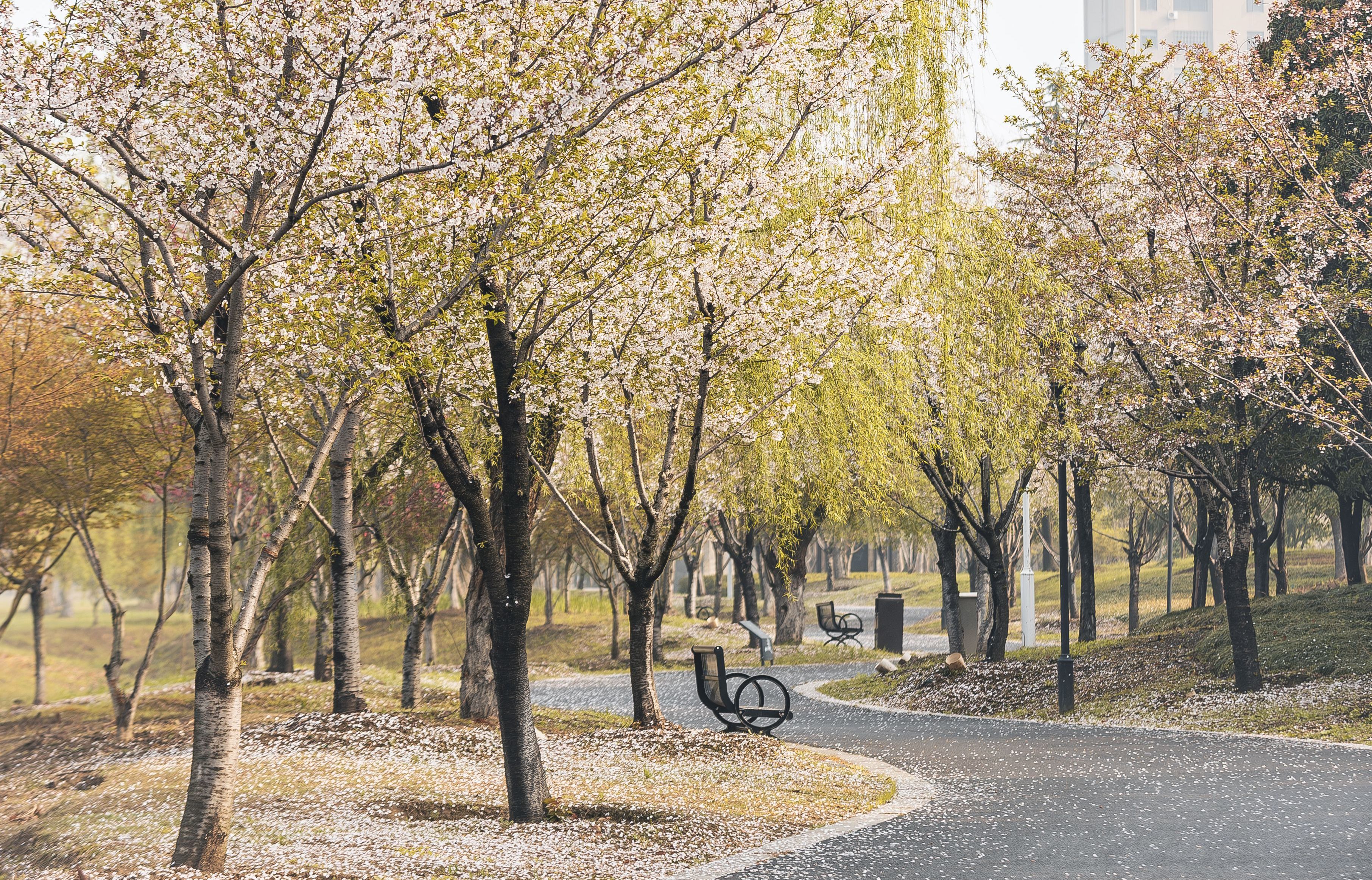 你有淋过樱花雨吗？