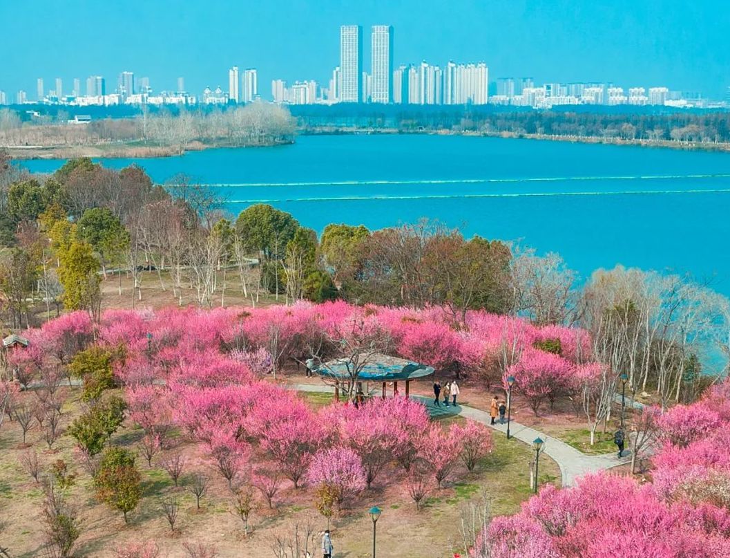 东西湖有个梅花岛，你去过吗？