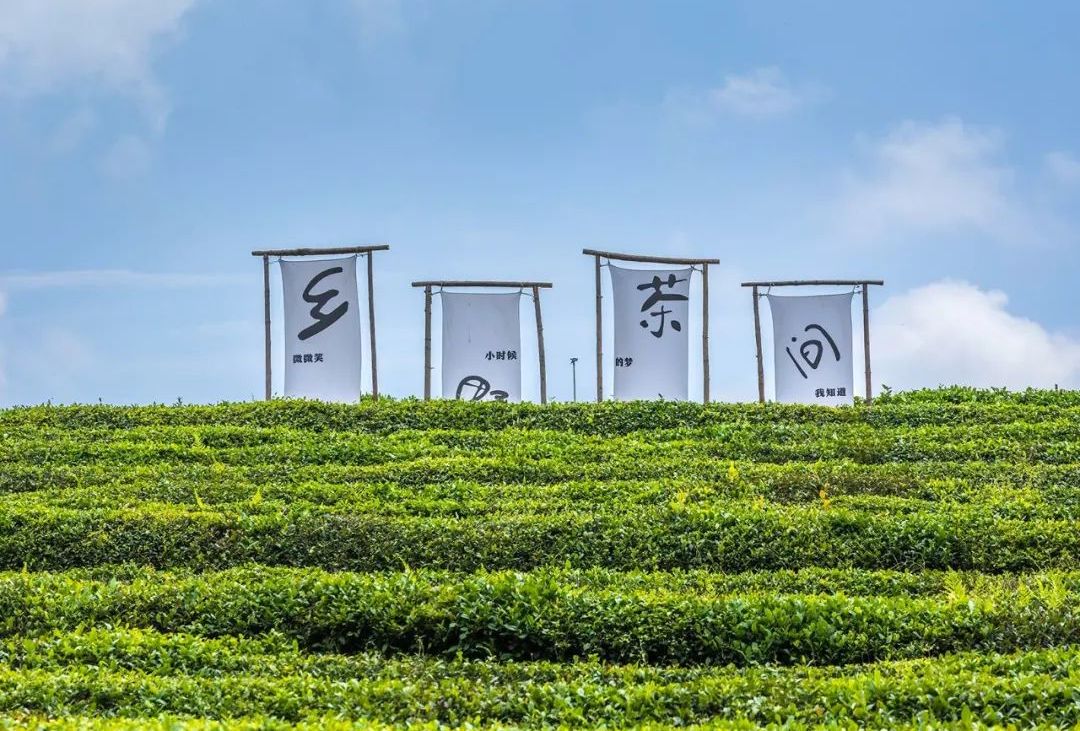 茶山醒，春茶鲜